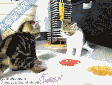 Funny cats  Pets 寵物護理 +紀念堂