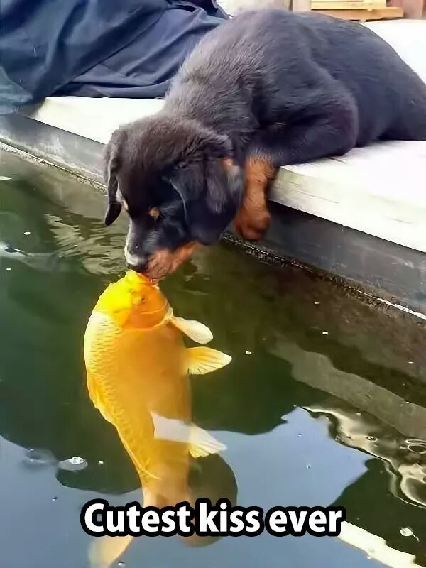   Kiss 我要咀咀
