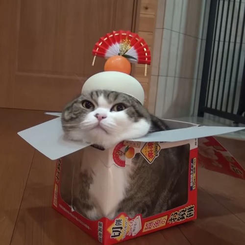   Puppies- cats小狗與猫