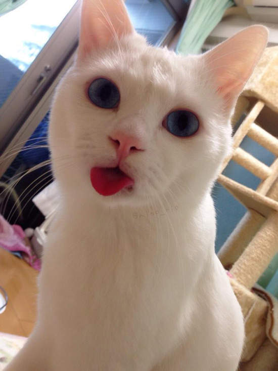 Cats and Dogs Love Babies  Pets 寵物護理 +紀念堂