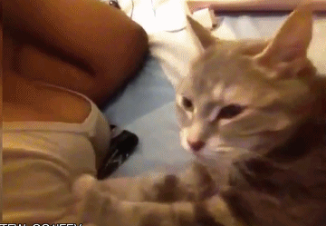   Pets 寵物護理 +紀念堂