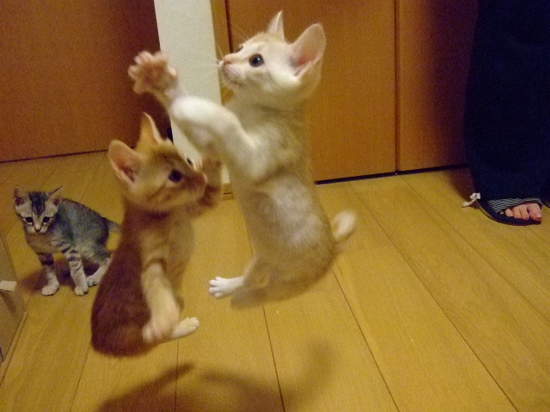 Funny Cats Compilation 20 min  Pets 寵物護理 +紀念堂