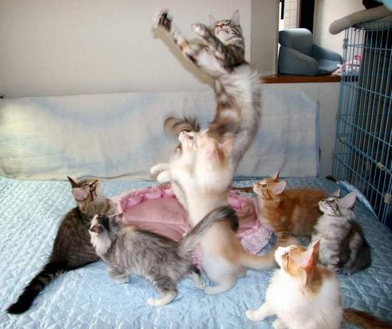 Funny Cats Compilation 20 min  Pets 寵物護理 +紀念堂