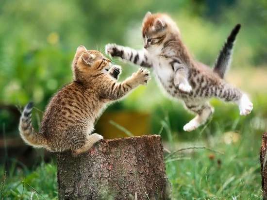 Funny Cats Compilation 20 min  Pets 寵物護理 +紀念堂