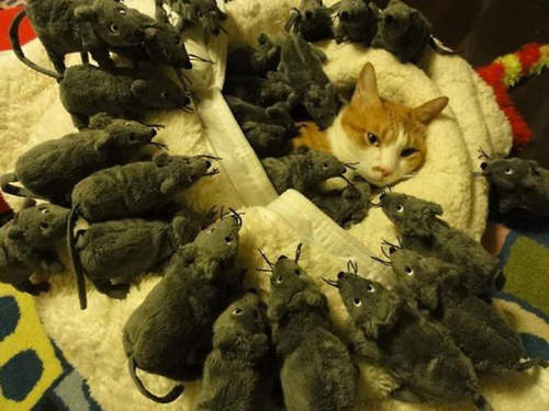 Funny cats  Pets 寵物護理 +紀念堂
