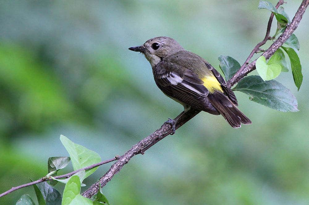   Birds 飛烏