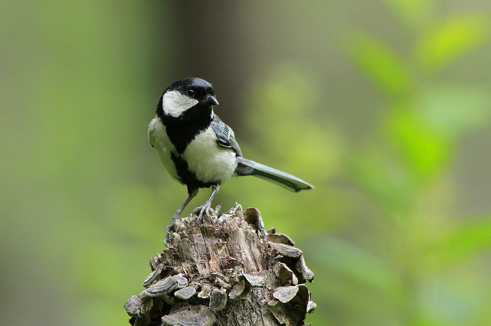   Birds 飛烏