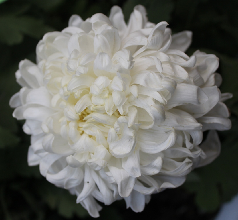  Flowers花卉