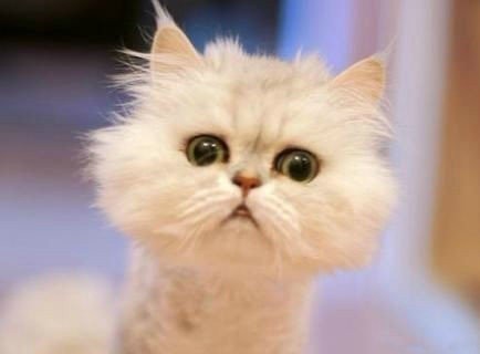 Funny cats  Pets 寵物護理 +紀念堂