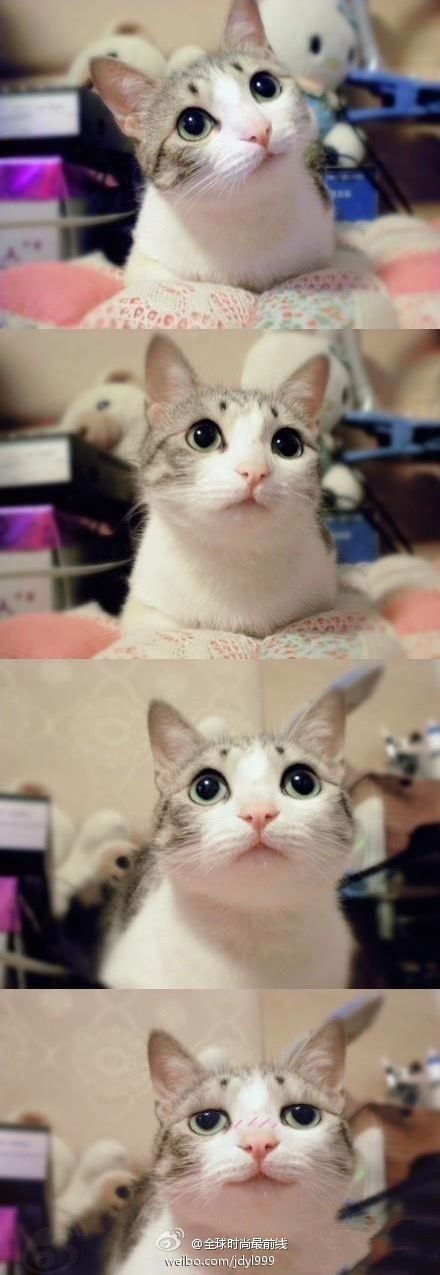   Puppies- cats小狗與猫