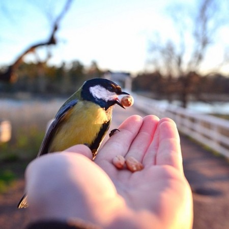   Birds 飛烏