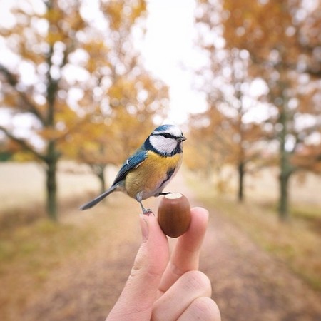   Birds 飛烏