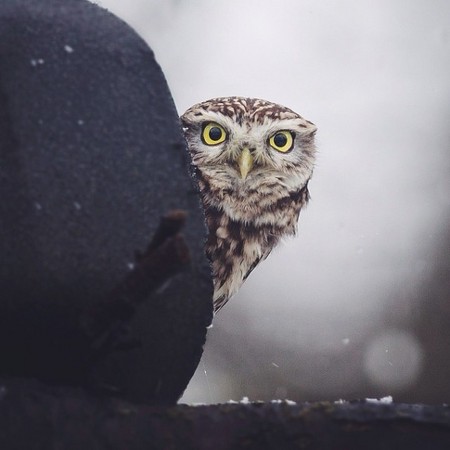   Birds 飛烏