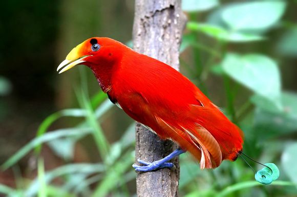 天堂极乐鸟  Birds 飛烏