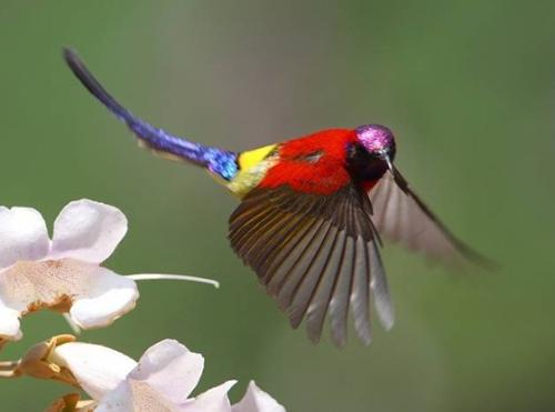 天堂极乐鸟  Birds 飛烏