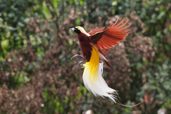 天堂极乐鸟  Birds 飛烏