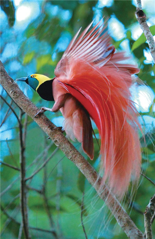 天堂极乐鸟  Birds 飛烏