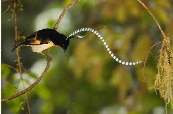   Birds 飛烏