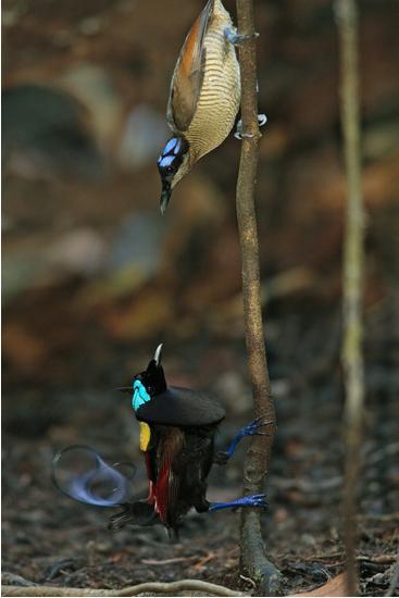   Birds 飛烏