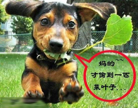 萨摩耶小狗奇遇记  Pets 寵物護理 +紀念堂