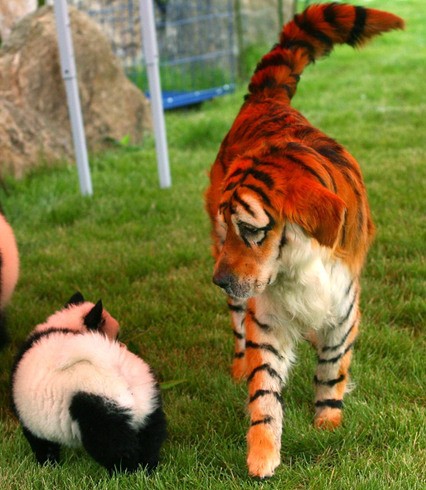   Wild animal 野生動物