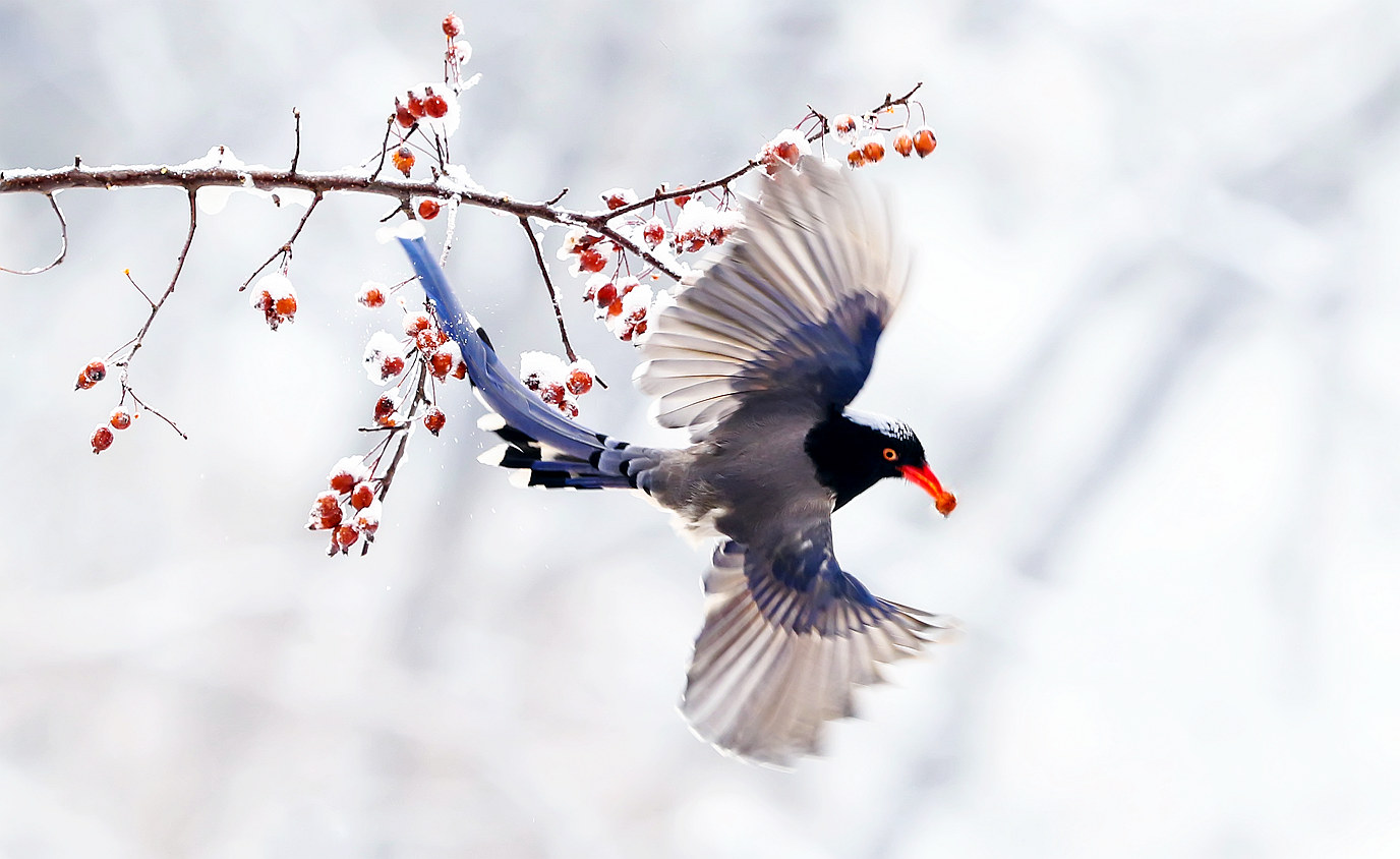   Birds 飛烏
