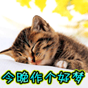 宠物情缘  Pets 寵物護理 +紀念堂