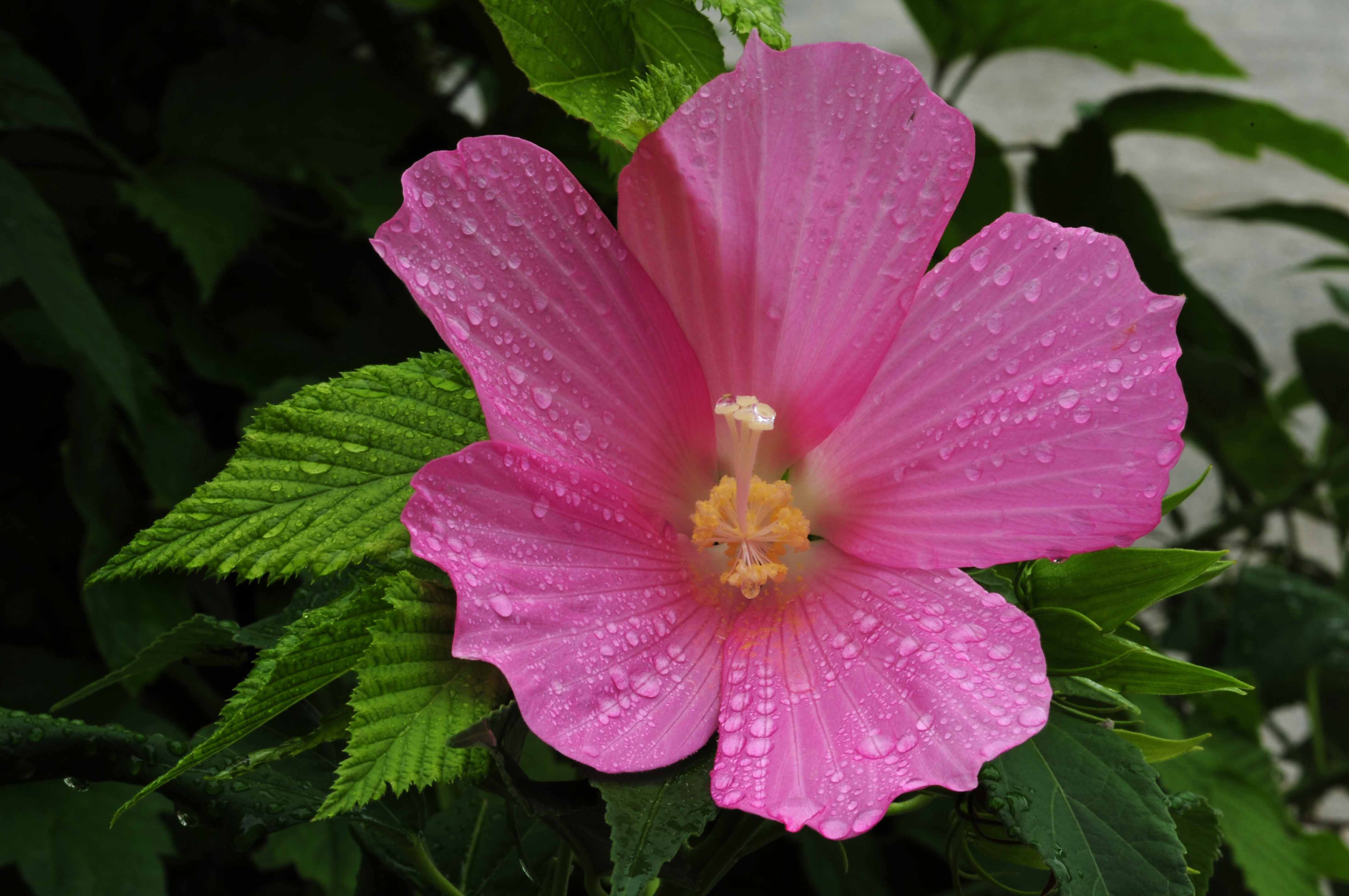 Blooming flowers  Flowers花卉