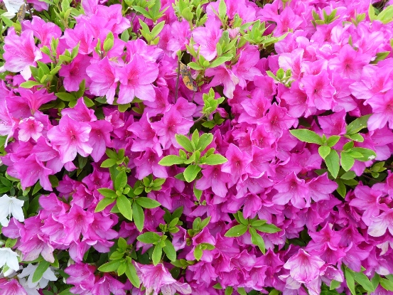 Blooming flowers  Flowers花卉