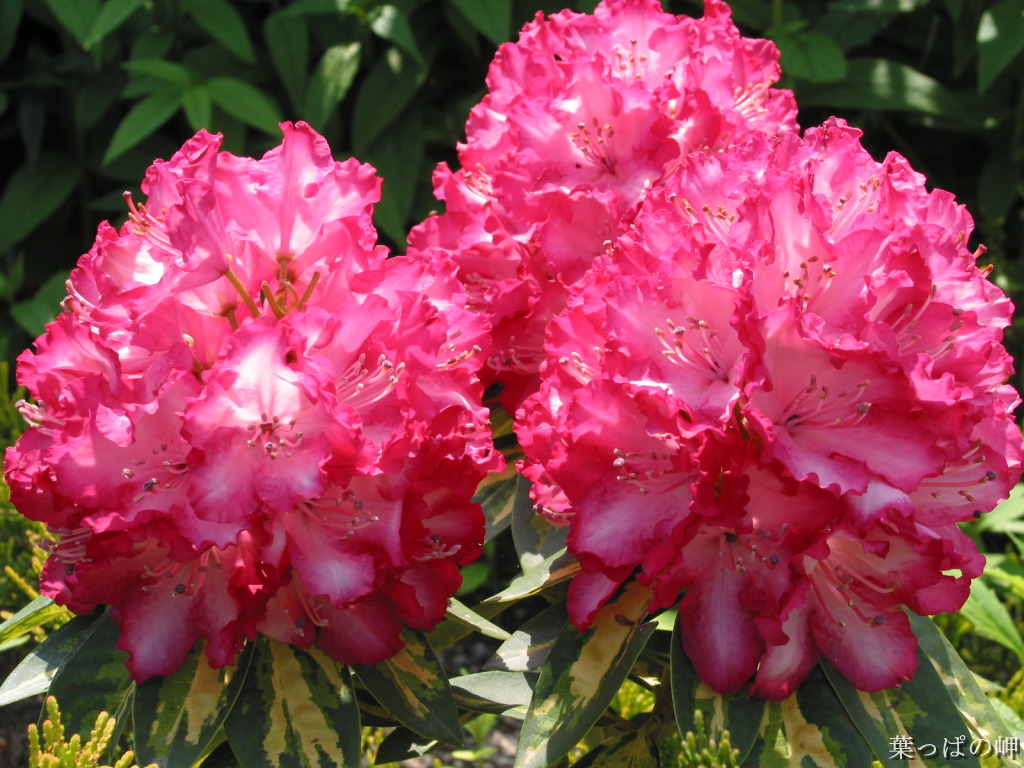 Lucky Peach Blossoms  Flowers花卉