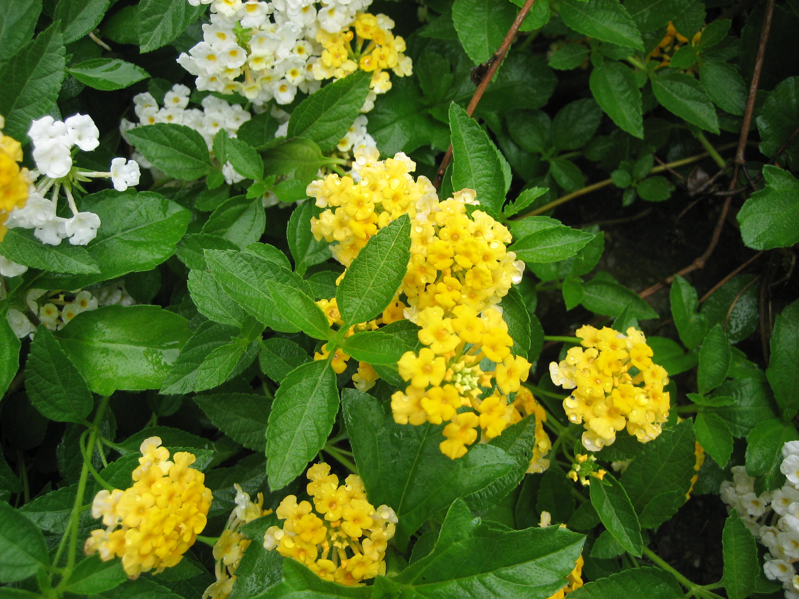 菊花欣賞  Photography 攝影特區