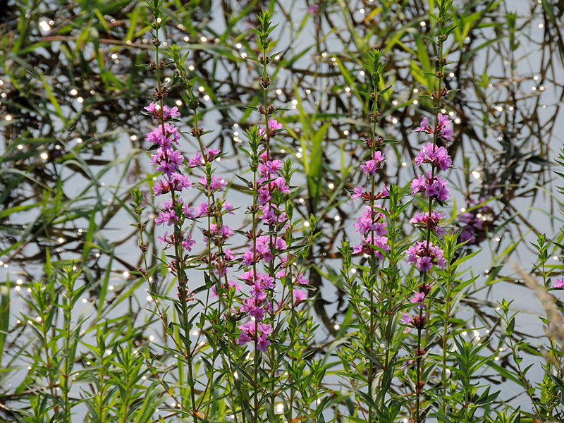 菊花欣賞  Photography 攝影特區
