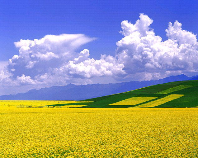 菊花欣賞  Photography 攝影特區