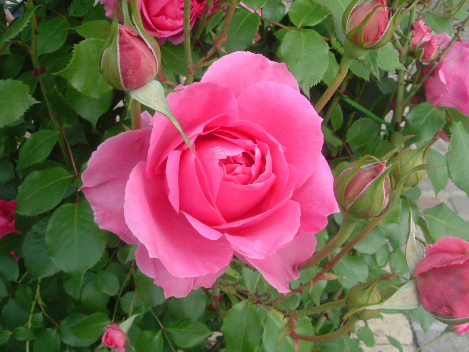 菊花欣賞  Photography 攝影特區