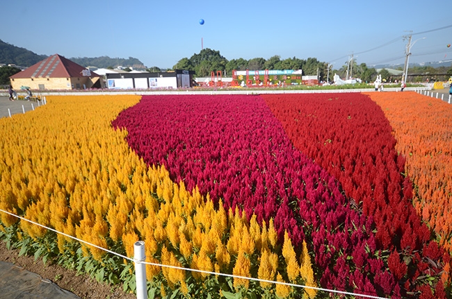 薰衣草  Photography 攝影特區