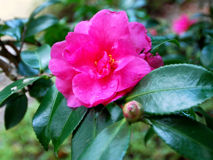 薰衣草  Photography 攝影特區