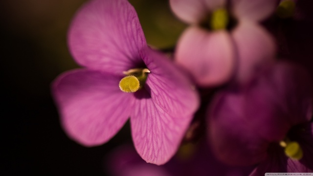 賞櫻花不必跑遠！  Flowers花卉