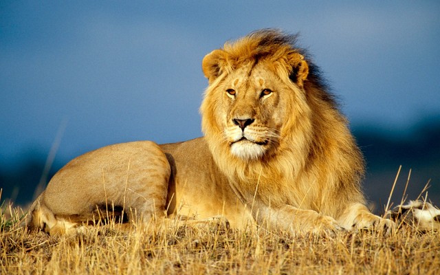   Wild animal 野生動物