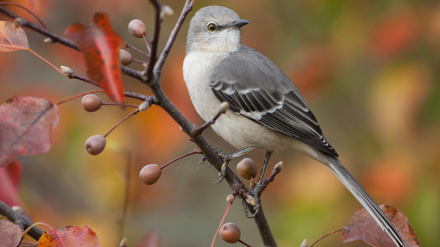   Birds 飛烏