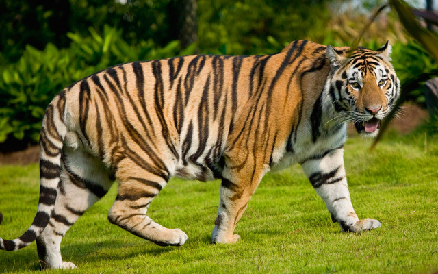   Wild animal 野生動物