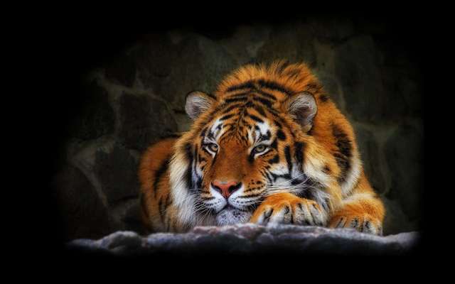   Wild animal 野生動物