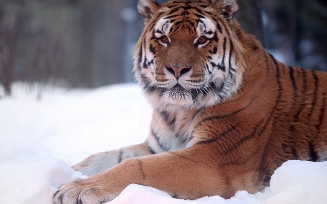   Wild animal 野生動物