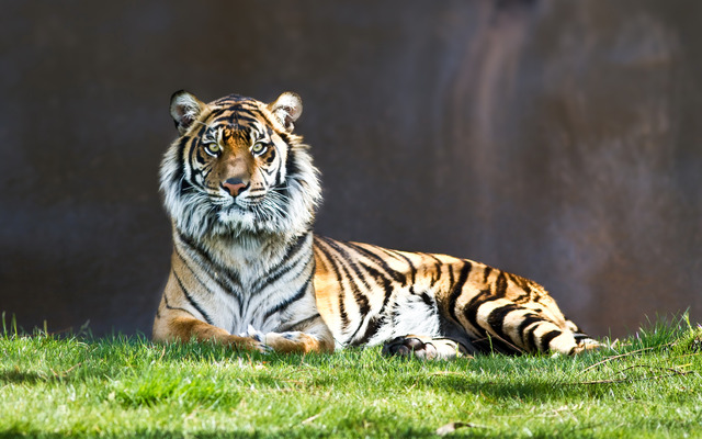   Wild animal 野生動物