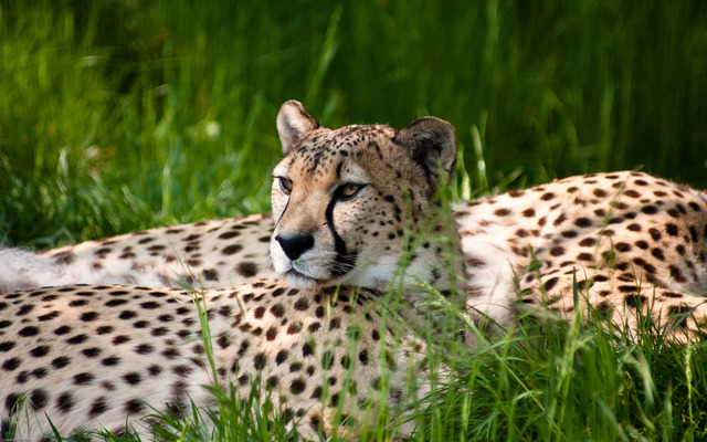   Wild animal 野生動物