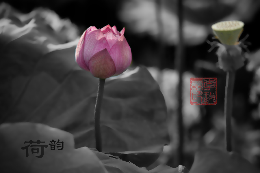 Lucky Peach Blossoms  Flowers花卉