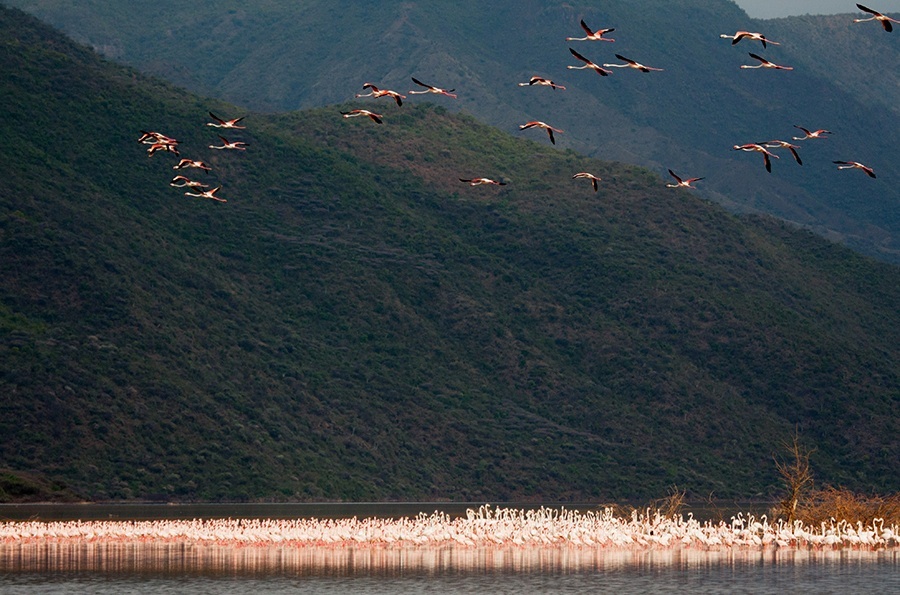 狂野非洲之火烈鸟  Birds 飛烏