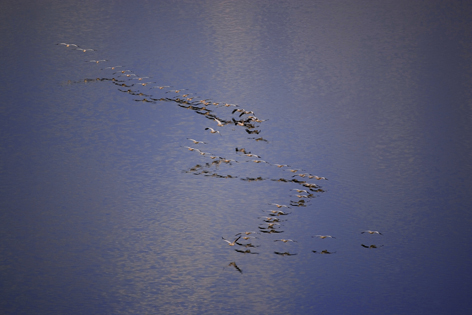 狂野非洲之火烈鸟  Birds 飛烏