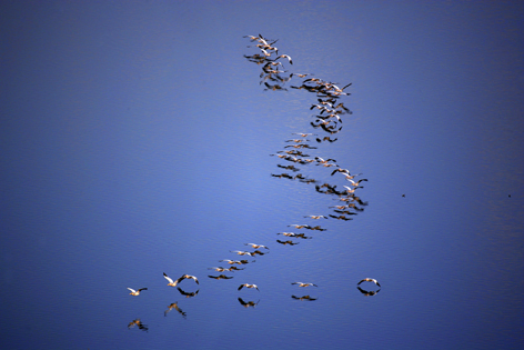 狂野非洲之火烈鸟  Birds 飛烏