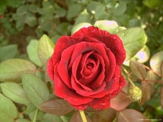   Flowers花卉