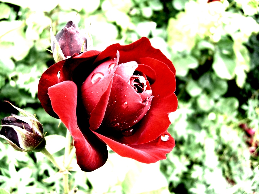   Flowers花卉